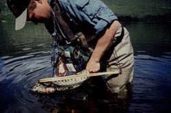 Mortens dustefisk