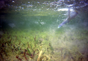 the bones dig up mud which changes the color of the water..